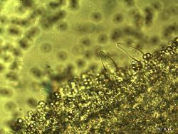 Pluteus chrysophlebius cystidia