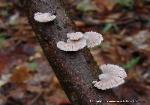 schizophyllum commune 