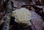 Tremellodendron pallidum