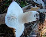 Tricholoma pessundatum