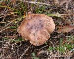 Tricholoma pessundatum