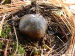 Tricholoma portentosum