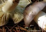 Tricholoma portentosum