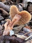 Tubaria furfuracea