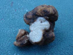 Tuber mexiusanum